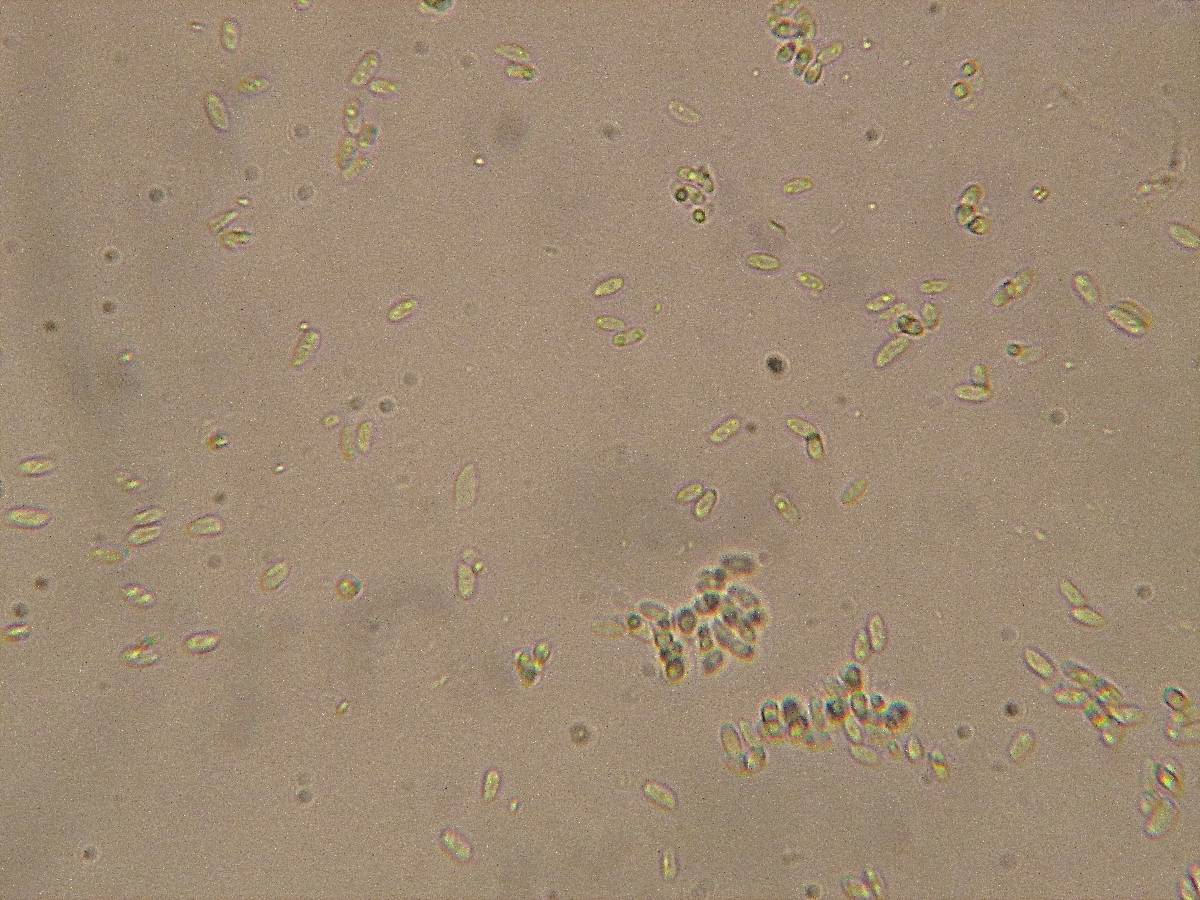 Phlebia subochracea image