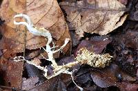 Ophiocordyceps melolonthae image