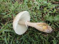 Leucoagaricus americanus image