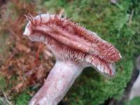 Lactarius subpurpureus image