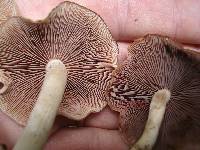 Psathyrella conissans image