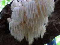 Hericium americanum image