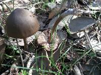 Entoloma hirtipes image