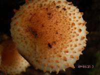 Pholiota squarrosoides image