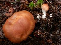 Cortinarius armeniacus image