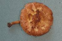 Pluteus plautus image