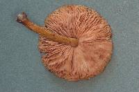 Pluteus plautus image