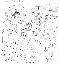 Pluteus plautus image