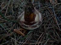 Paxillus involutus image