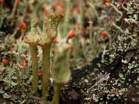 Cladonia gracilis subsp. turbinata image