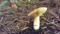 Russula fragilis image