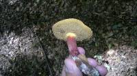 Boletus chrysenteron image