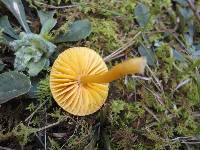 Hygrocybe psittacina var. perplexa image