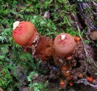 Calostoma cinnabarinum image