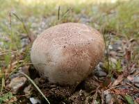 Calvatia cyathiformis image