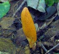 Cordyceps militaris image