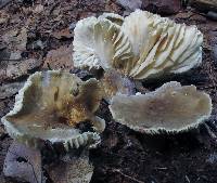 Lactarius gerardii image