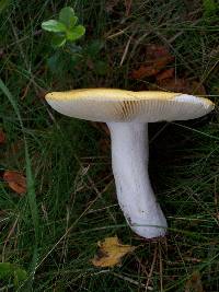 Russula ochroleuca image