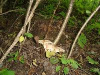 Clitocybe gibba image