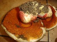 Boletus satanas image