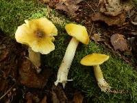 Tricholoma subsejunctum image