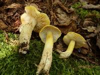 Tricholoma subsejunctum image