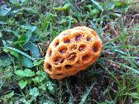 Clathrus crispus image