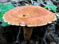 Lactarius peckii image