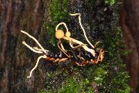 Ophiocordyceps sphecocephala image