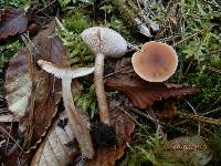 Lactarius oculatus image