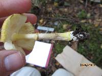 Amanita flavorubens image