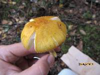 Amanita flavorubens image