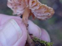 Laccaria pumila image