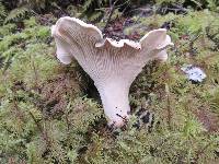 Cantharellus subalbidus image