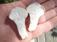 Calvatia bovista image