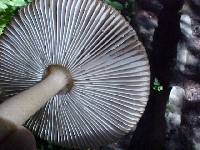 Amanita pachycolea image