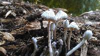 Leucocoprinus cepistipes image