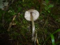 Entoloma juncinum image