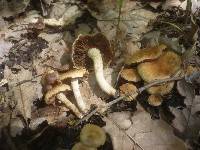 Inocybe dulcamara image