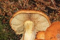 Gymnopilus viridans image