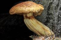 Gymnopilus viridans image