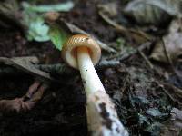 Amanita amerifulva image