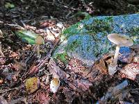 Amanita amerifulva image