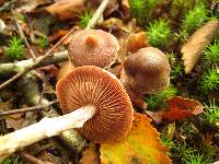 Cortinarius flexipes image