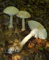 Amanita daucipes image