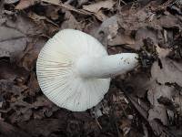 Russula modesta image