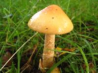 Amanita crocea image