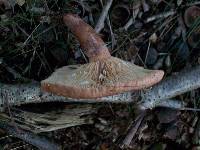 Lactarius quietus image