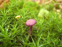 Laccaria amethystina image