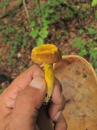 Cantharellus appalachiensis image